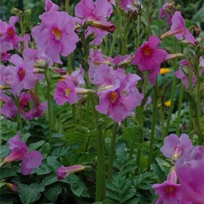 Freilandgloxinie – Trompetenblüten im Garten