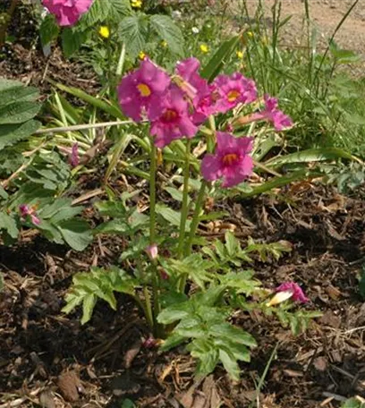 Freilandgloxinie – Trompetenblüten im Garten