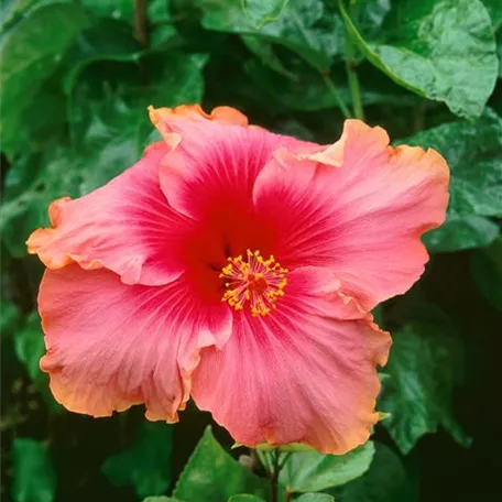 Hibiscus rosa-sinensis 'Tutti Frutti'