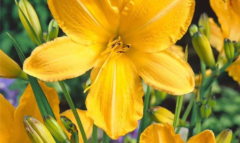 Hemerocallis 'Jake Russel'