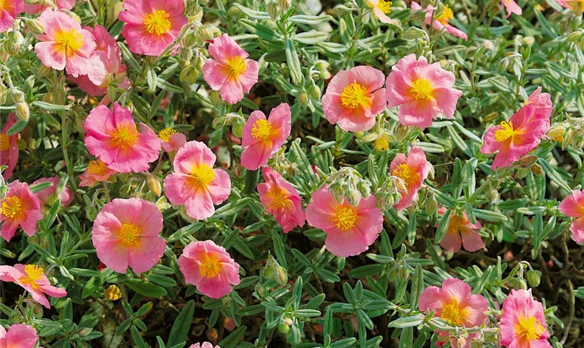 Helianthemum apenninum 'Roseum'