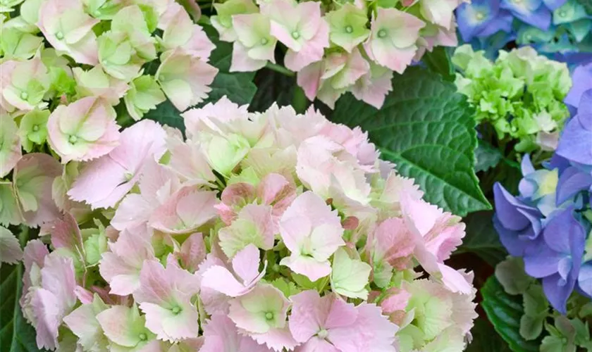 Hydrangea macrophylla 'Cocktail'®