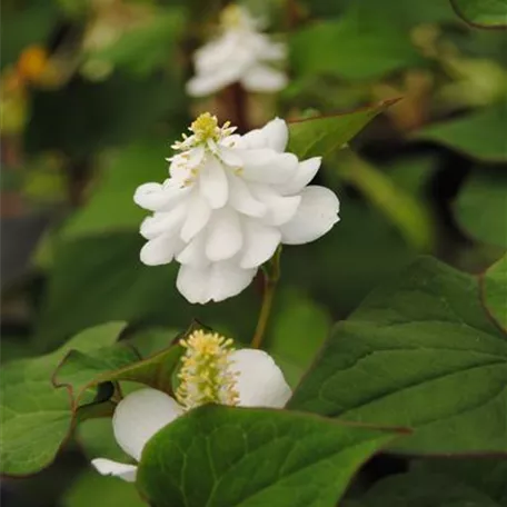 Gefülltblühender Garten-Eidechsenschwanz 'Plena'