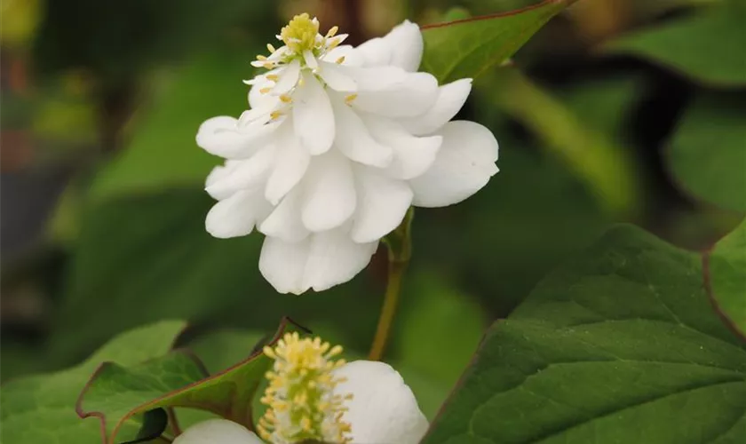 Houttuynia cordata 'Plena'