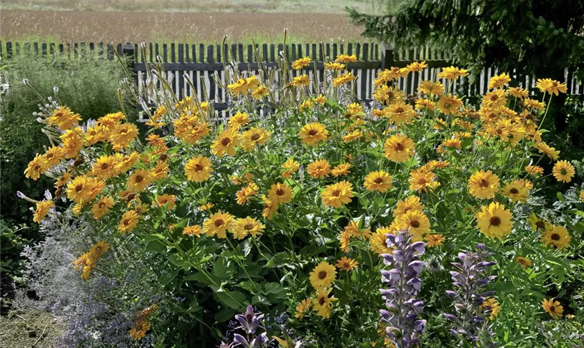 Heliopsis helianthoides var. scabra 'Venus'