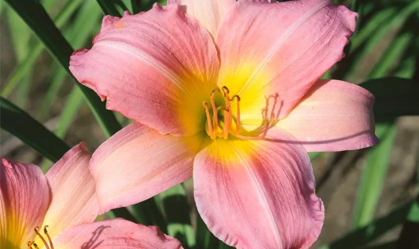 Hemerocallis 'Cee Tee'