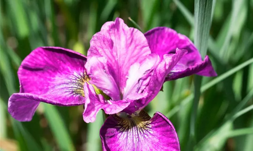 Iris sibirica 'Roaring Jelly'