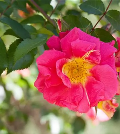 Historische Rosen – Schönheit mit einer langen Geschichte