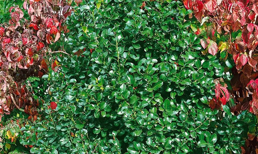 Ilex altaclerensis