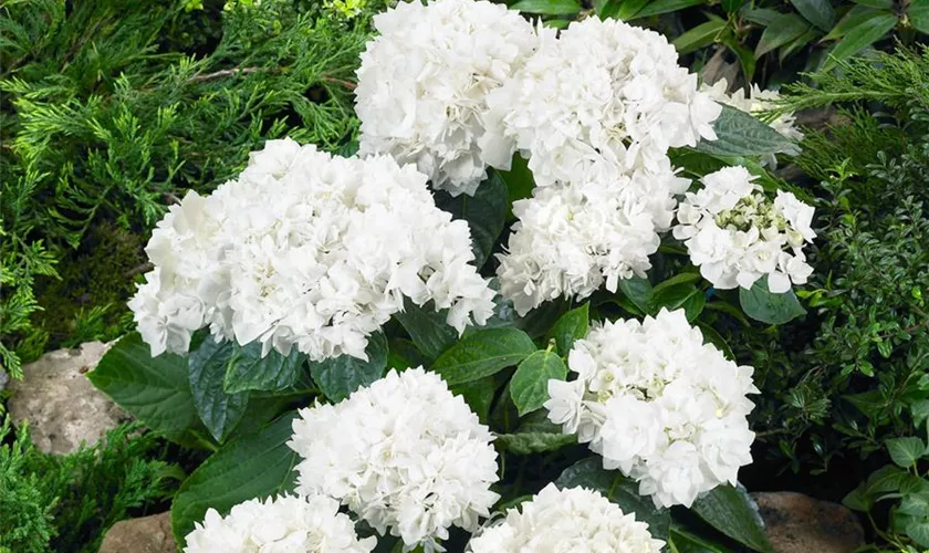 Hydrangea macrophylla 'Coco'(s)