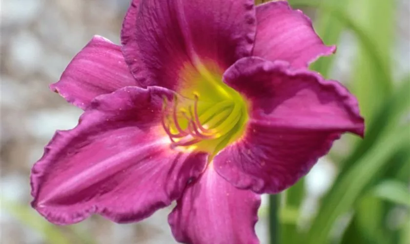 Hemerocallis 'Chicago Two Bits'