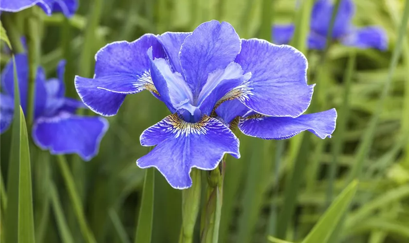 Sibirische Schwertlilie 'Silberkante'