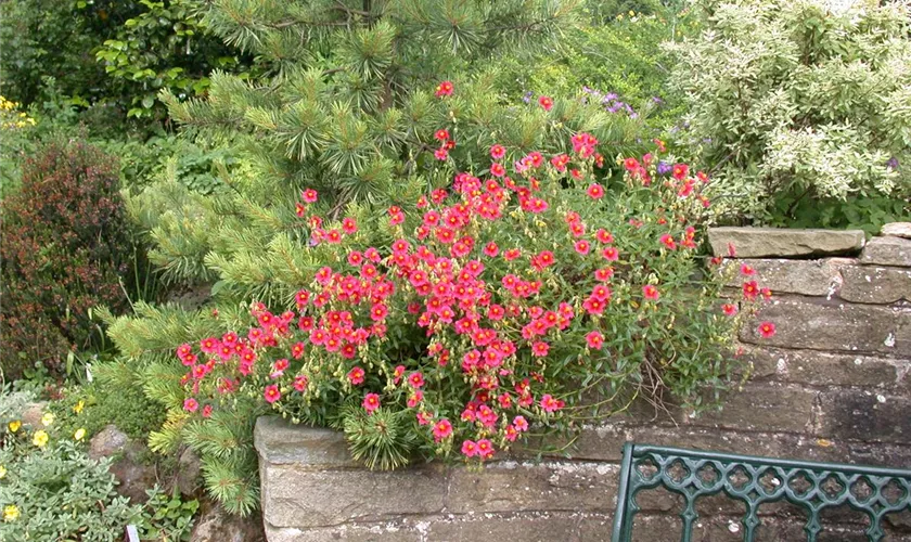 Helianthemum 'Blutströpfchen'