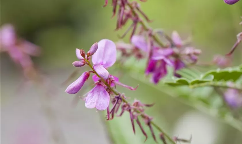 Indigofera heterantha