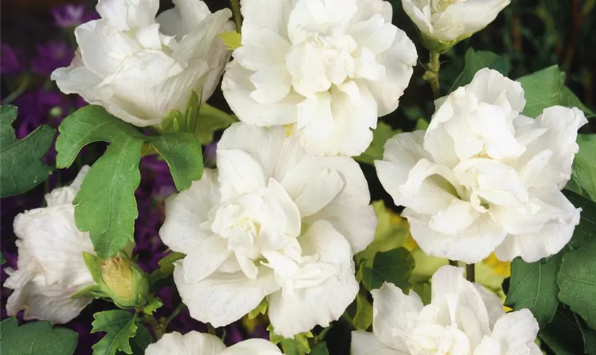 Hibiscus syriacus 'Admiral Dewey'