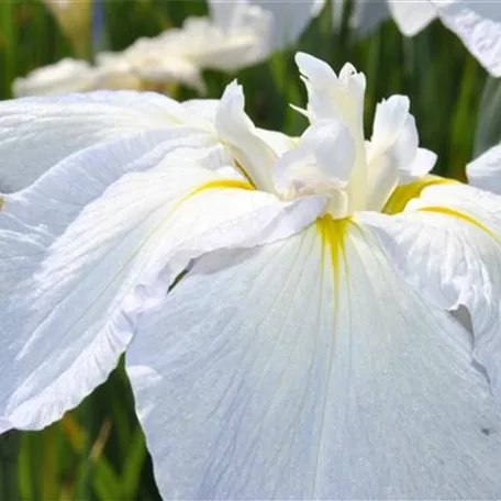 Iris sibirica 'Snow Queen'