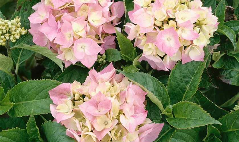 Hydrangea macrophylla 'Domotoi'