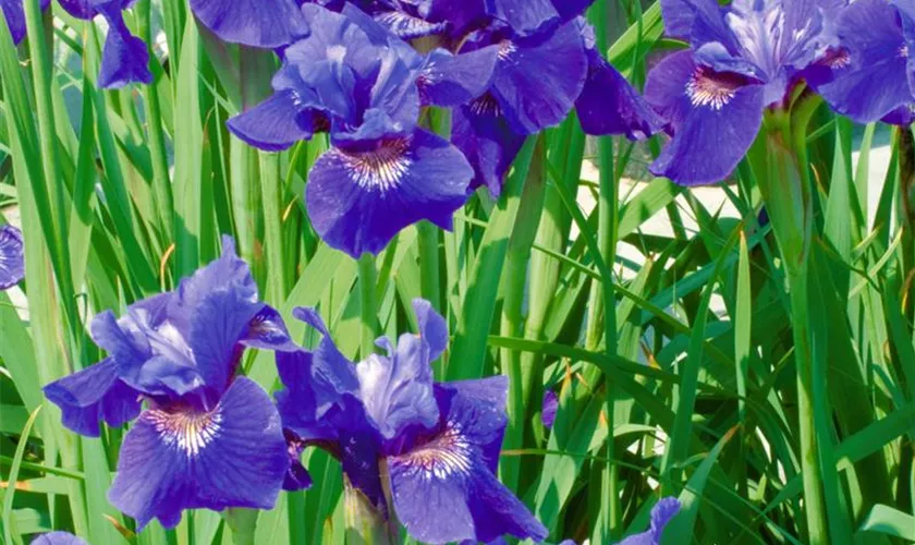 Iris sibirica 'Superba'