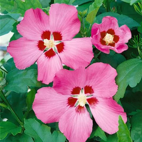 Garteneibisch 'Big Hibiskiss'®