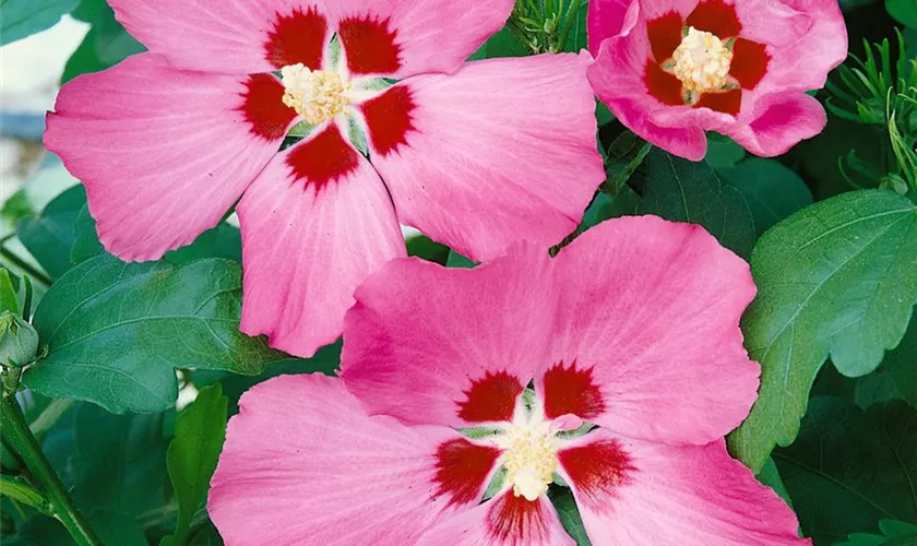 Hibiscus syriacus 'Big Hibiskiss'®