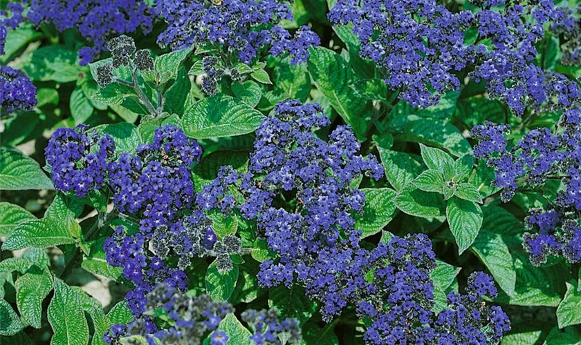 Vanilleblume 'Scentropia Dark Blue'