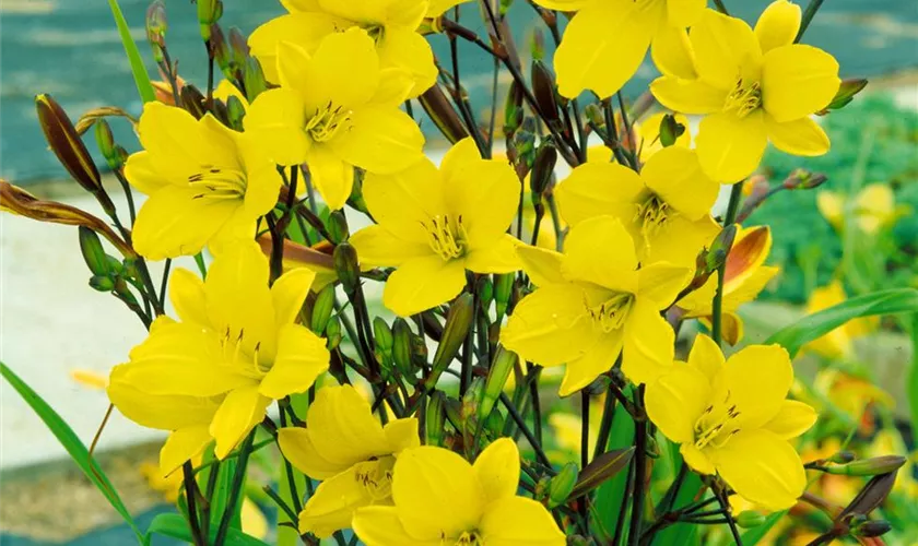 Hemerocallis 'Corky'