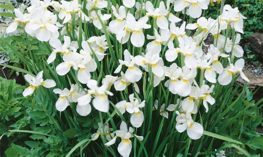 Iris sibirica 'White Swirl'