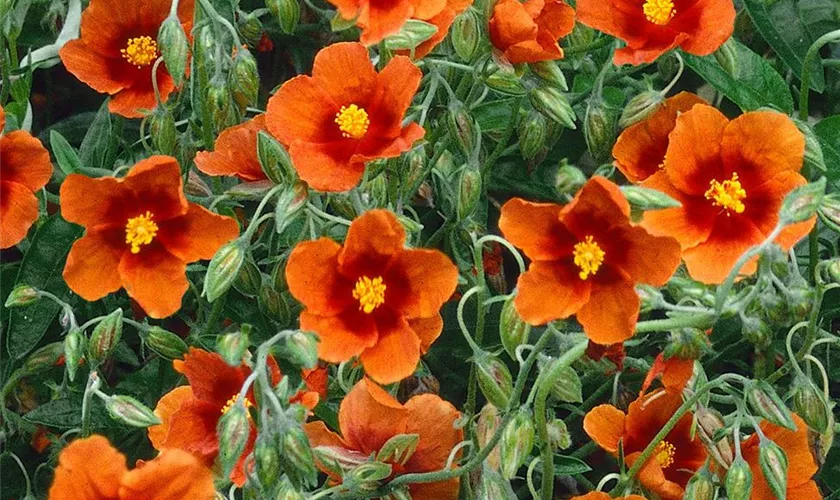 Helianthemum cultorum 'Bronzeteppich'