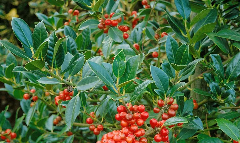 Ilex aquifolium 'Amber'