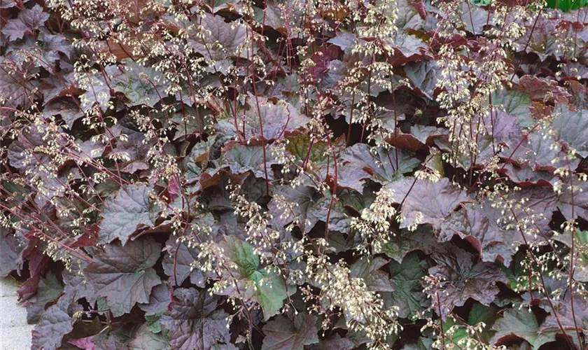 Heuchera micrantha 'Black Beauty'®