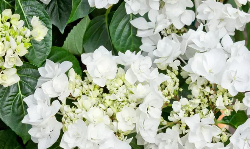 Tellerhortensie 'Doublestar® Coco'