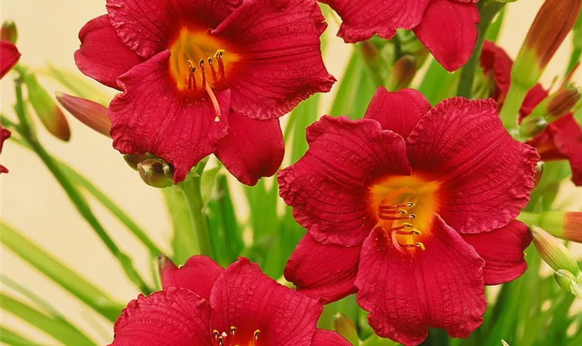 Hemerocallis 'Cranberry Baby'