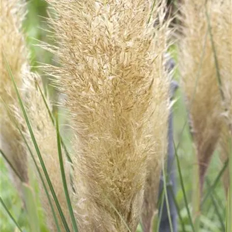 Cortaderia selloana 'Golden Goblin'