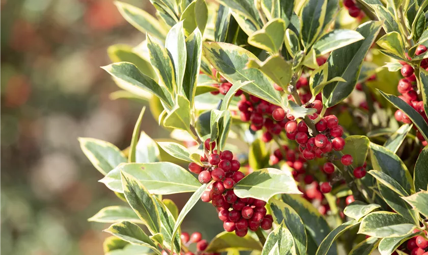 Ilex aquifolium 'Aureomarginata'