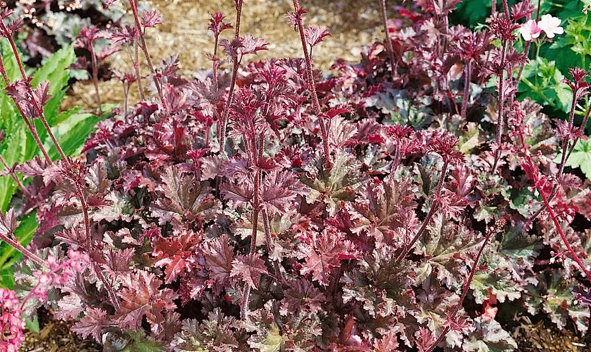 Heuchera micrantha 'Cappuccino'