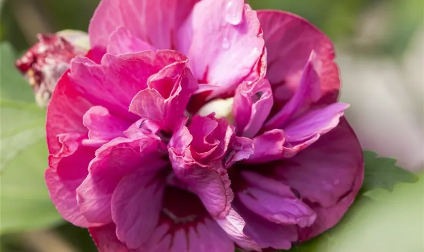 Hibiscus syriacus 'Freedom'®