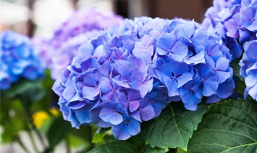 Hydrangea macrophylla 'Early Blue'(s)