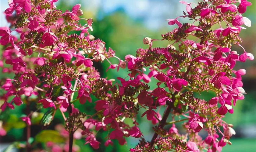 Rispenhortensie 'Ruby'