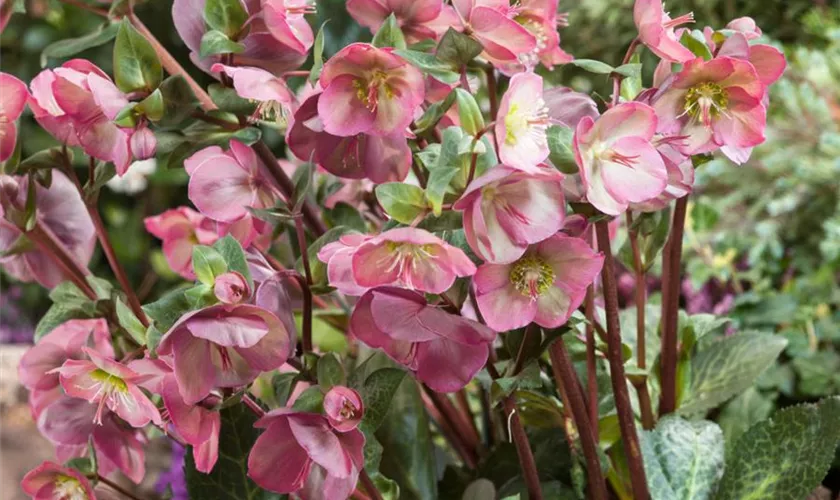 Korsische Nieswurz 'Pink Marble'