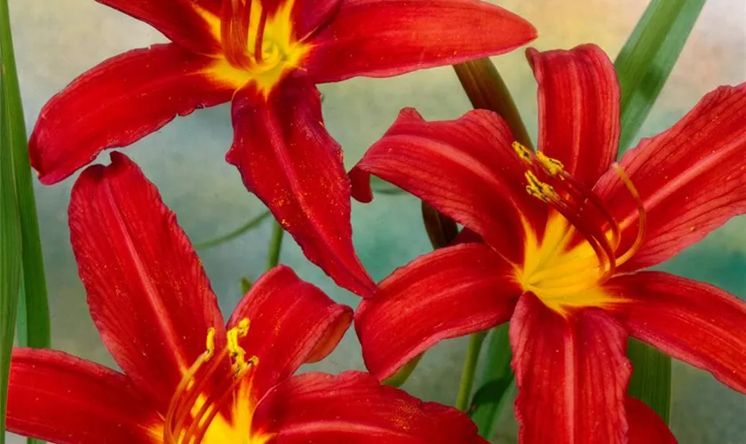 Hemerocallis 'Crimson Pirate'