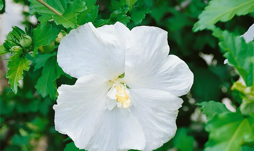 Hibiscus syriacus 'Eleonore'