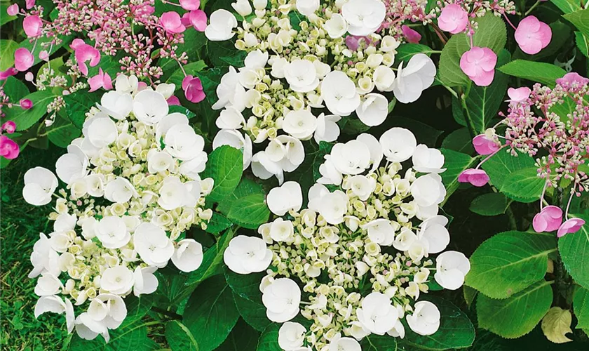 Hydrangea macrophylla 'Runaway Bride'®