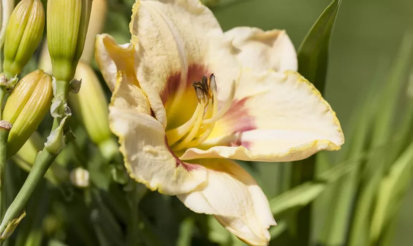 Hemerocallis 'Custard Candy'