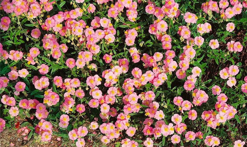 Helianthemum cultorum 'Lawrenson´s Pink'