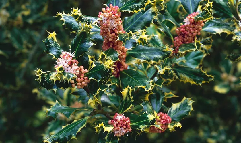 Ilex aquifolium 'Ferox Argentea'