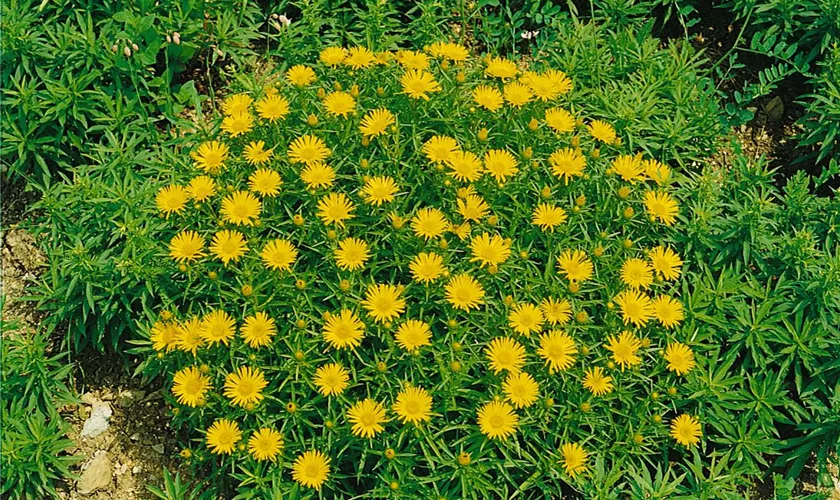 Inula hirta