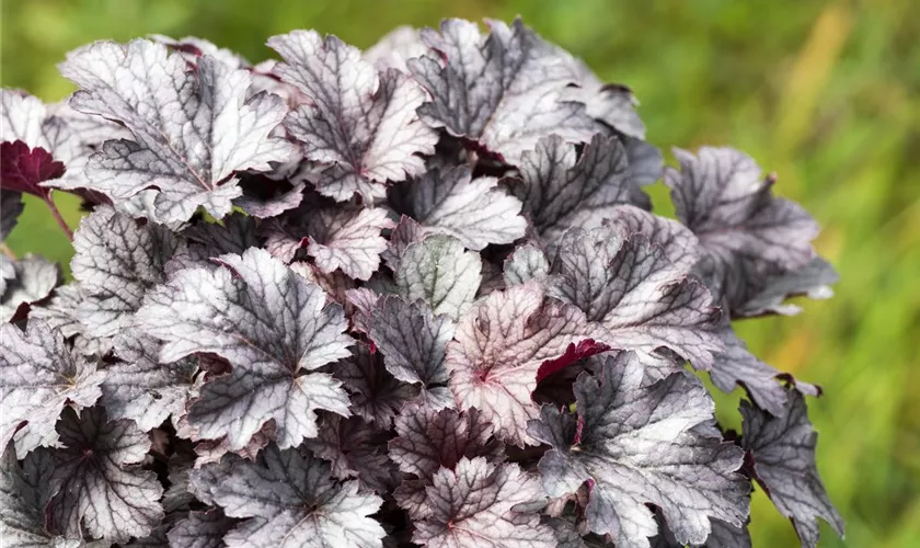 Purpurglöckchen 'Cinnabar Silver'