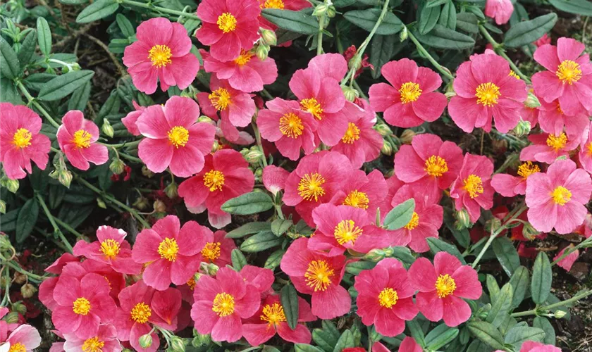 Helianthemum cultorum 'Raspberry Ripple'