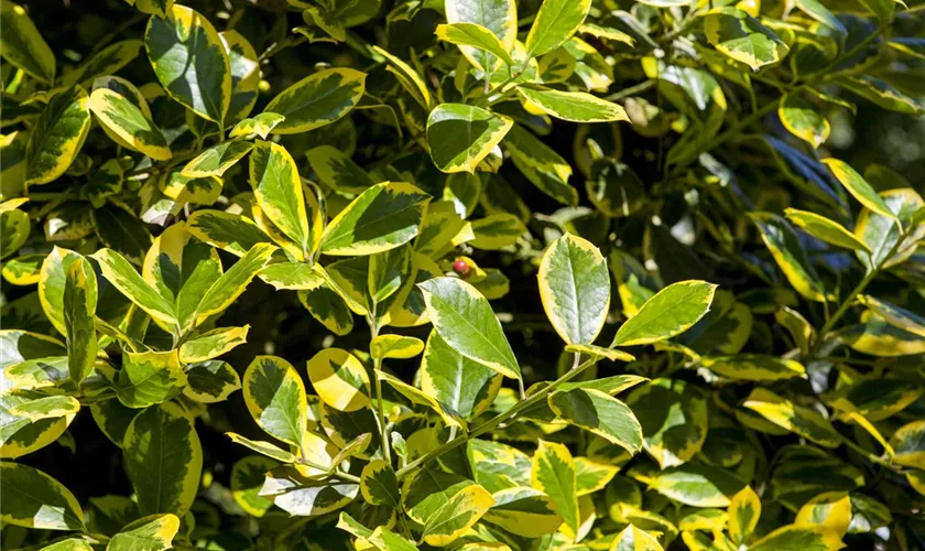 Ilex aquifolium 'Golden van Tol'