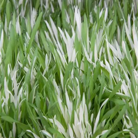 Hordeum vulgare 'Tabby'